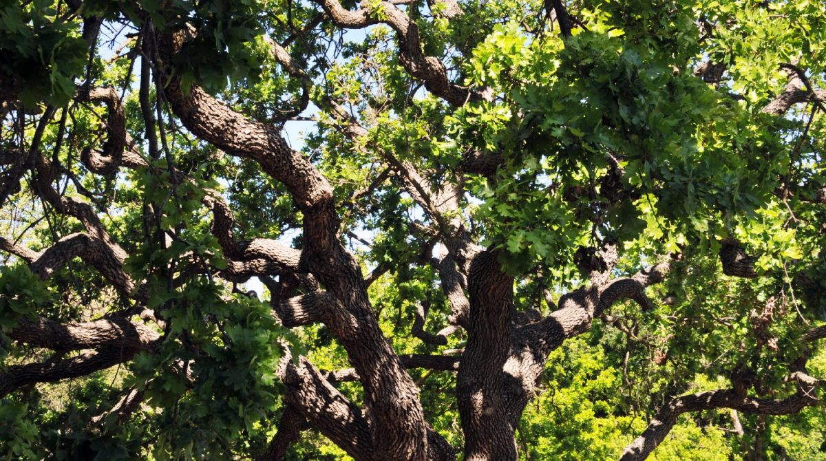 Emergency Tree Service: What to Do After a Storm